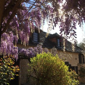 Glycine, la Grange